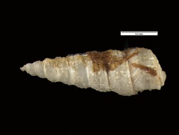 Media type: image;   Malacology 154832